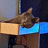 cat, gray_cat, cardboard_box, shelf, indoor, pet, curious, animal, feline, cozy, plush_toy, fabric, dark_background, peeking, resting, clutter, cute, orange_eyes, home, domestic_cat