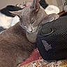 cat, gray_cat, sleeping, paw, mesh_bag, indoor, cozy, soft_fur, resting, closeup, animal, pet, feline, relaxed, bedspread, fabric, domestic_cat, quiet, napping, comfort
