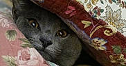 Tinky is registered to the contest to win money with this photo: cat, gray_cat, animal, pet, face, eyes, cushion, pillow, floral_pattern, fabric, indoor, cozy, hiding, cute, feline, resting, soft, comfort, closeup, portrait