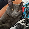 cat, gray_cat, pet, animal, feline, orange_eyes, relaxed, indoor, person, arm, blanket, clothing, tshirt, graphic_tshirt, resting, cozy, closeup, fur, whiskers, ears