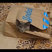 Tinky is registered to the contest to win money with this photo: cat, paper_bag, gray_cat, carpet, curious, indoor, pet, animal, feline, peeking, playful, home, cute, looking, eyes, face, floor, pattern, torn_bag, curiosity