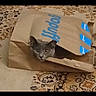 cat, paper_bag, gray_cat, carpet, curious, indoor, pet, animal, feline, peeking, playful, home, cute, looking, eyes, face, floor, pattern, torn_bag, curiosity