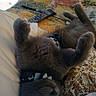 Tinky is registered to the contest to win money with this photo: cat, gray_cat, lying_down, belly_up, collar, quilt, blanket, remote_control, indoor, relaxed, pet, feline, fur, cozy, resting, domestic_animal, cute, animal, home, sleepy