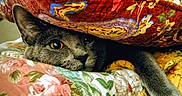 Tinky joined the competition — help win amazing prizes! animal, cat, colorful, cozy, curious, cute, feline, floral_pattern, gray_cat, hiding, home, indoor, paisley_pattern, patterned_fabric, peeking, pet, quilt, resting, soft_texture, warm