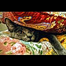 Tinky joined the competition — help win amazing prizes! cat, gray_cat, peeking, quilt, patterned_fabric, floral_pattern, paisley_pattern, cozy, indoor, pet, animal, curious, resting, cute, feline, soft_texture, colorful, warm, hiding, home