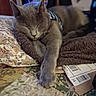 cat, sleeping, gray_cat, bed, blanket, quilt, paw, indoor, cozy, resting, feline, closeup, pet, fur, domestic_animal, relaxed, comfort, animal, soft, quiet