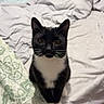 cat, tuxedo_cat, bed, blanket, sheet, indoor, pet, animal, curious, black_and_white, whiskers, ears, eyes, floor, pillow, furniture, household, domestic, looking, sitting