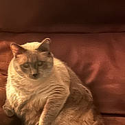 Jackson is registered to the contest to win money with this photo: cat, feline, pet, indoor, brown_couch, leather, relaxed, chubby, seated, fur, animal, mammal, whiskers, ears, tail, home, cozy, domestic, cute, resting