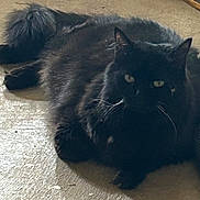 Sally is registered to the contest to win money with this photo: black_cat, cat, animal, pet, feline, fluffy, whiskers, tail, indoor, floor, resting, relaxed, mammal, cute, domestic_animal, quiet, shadow, fur, eyes, lying_down