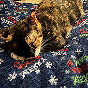 Peppy joined the competition — help win amazing prizes! cat, calico_cat, sleeping, blanket, holiday_pattern, snowflakes, indoor, cozy, pet, feline, resting, animal, fur, paw, person, sitting, clothing, bedroom, comfort, relaxation