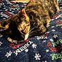 cat, calico_cat, sleeping, blanket, holiday_pattern, snowflakes, indoor, cozy, pet, feline, resting, animal, fur, paw, person, sitting, clothing, bedroom, comfort, relaxation