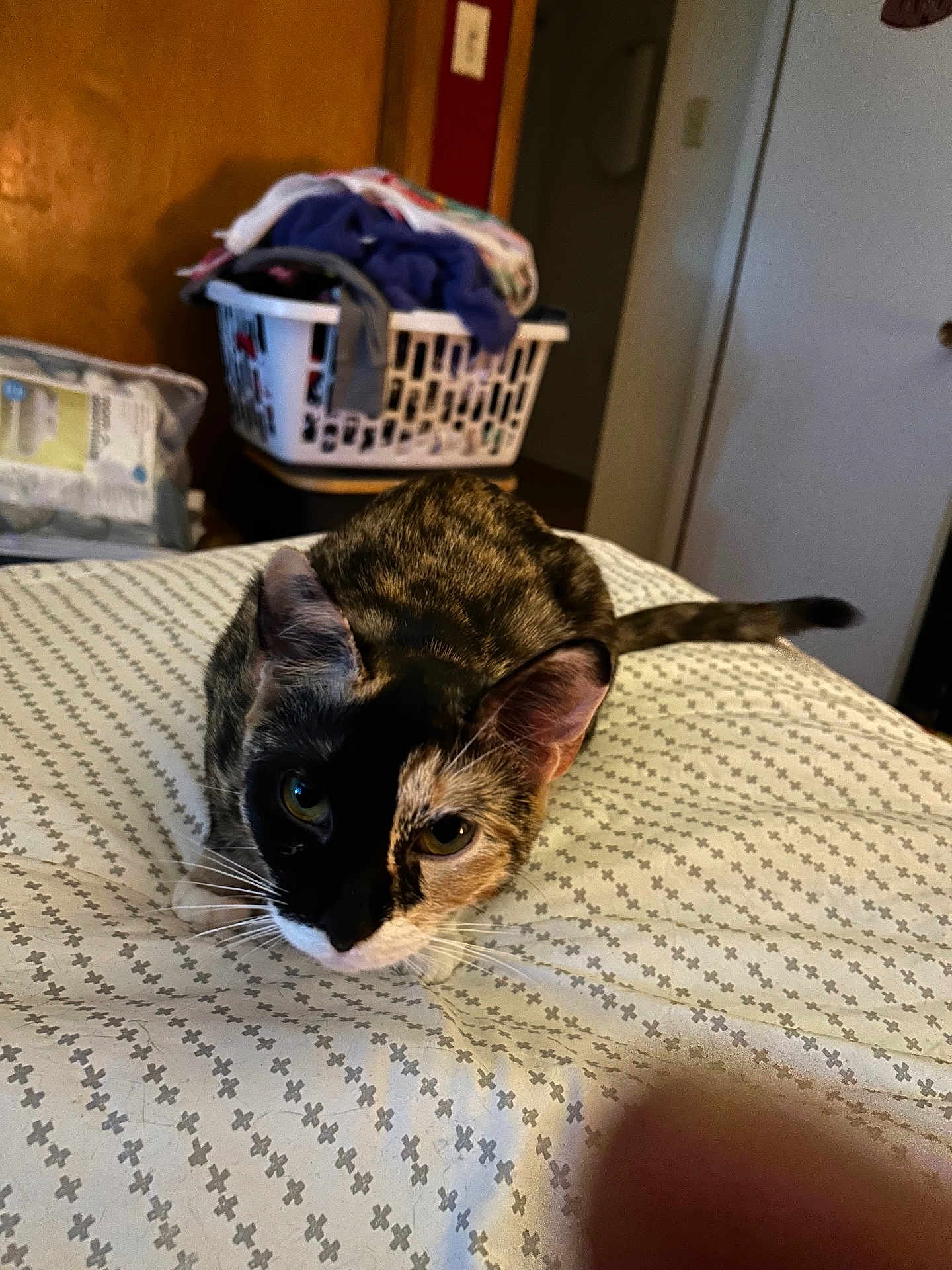 Peppe is registered to the contest to win money with this photo: cat, bed, bedding, indoor, laundry_basket, clothes, door, curious, pet, animal, feline, patterned, whiskers, ears, tail, closeup, home, room, furniture, crouching