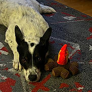 Hank joined the competition — help win amazing prizes! animal, black_and_white, carpet, colorful, cozy, cute, dog, ears, floor, fur, home, indoor, looking_at_camera, lying_down, pattern, pet, plush_toy, relaxed, snout, toy