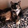 Melanie Kay is registered to the contest to win money with this photo: cat, feline, pet, animal, indoor, resting, blanket, pattern, paw, fur, whiskers, relaxed, cute, home, cozy, lying_down, tabby, striped, domestic_cat, sleepy