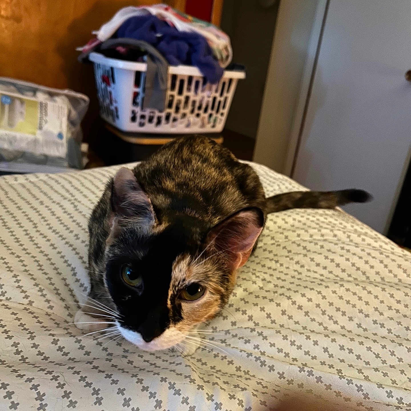 Melanie Kay is registered to the contest to win money with this photo: animal, bed, bedding, cat, closeup, clothes, crouching, curious, door, ears, feline, furniture, home, indoor, laundry_basket, patterned, pet, room, tail, whiskers
