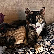 Melanie Kay is registered to the contest to win money with this photo: cat, tabby, pet, animal, feline, indoor, resting, blanket, pattern, fur, whiskers, ear, paw, cute, domestic, relaxed, laying, sleepy, comfort, household