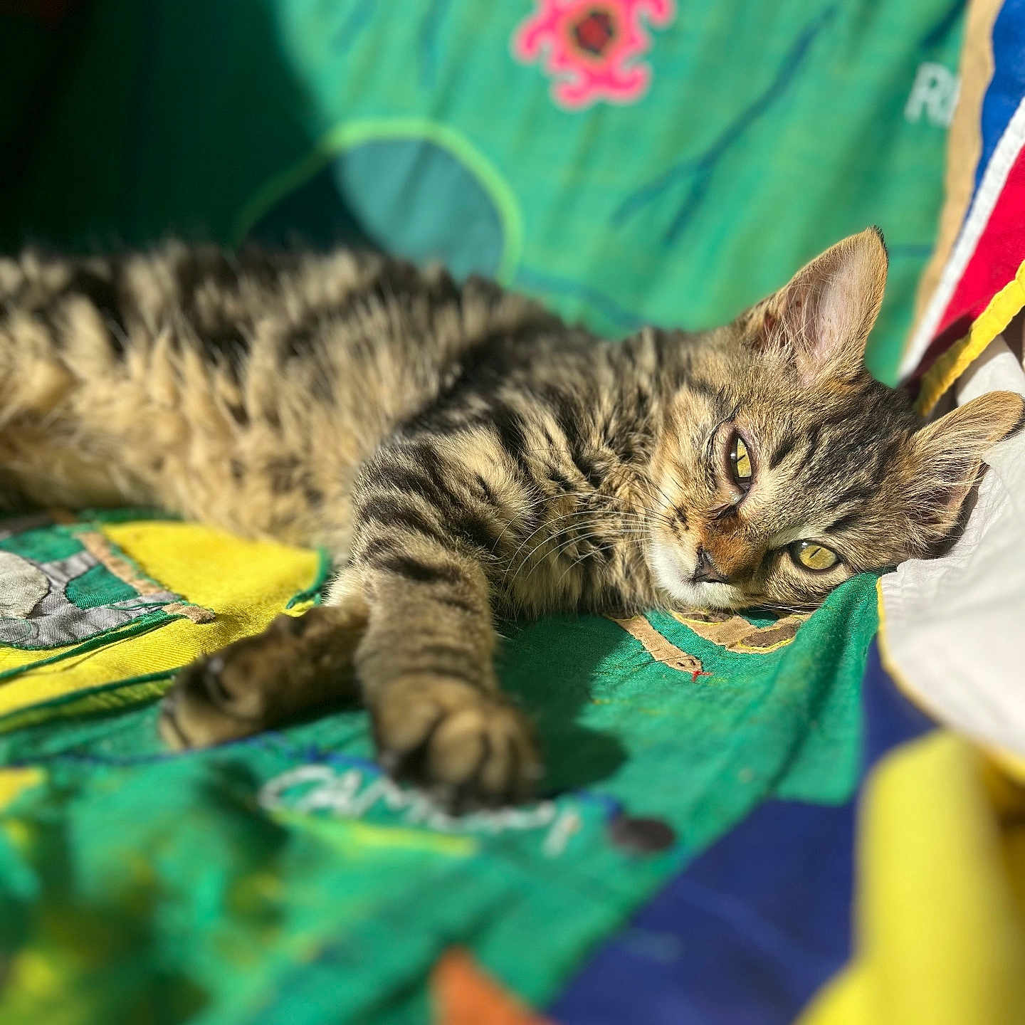 Ondine a rejoint le concours — aidez-le/la à gagner de superbes lots ! abyssinian, accessories, animal, blanket, cat, face, flag, formalwear, furniture, head, kitten, manx, person, pet, photography, portrait, quilt, sleeping, text, tie