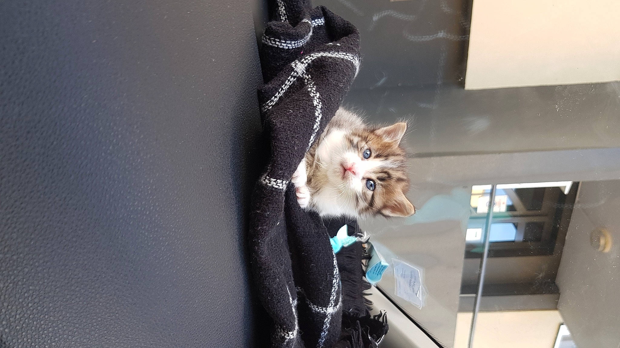 Snooky a rejoint le concours — aidez-le/la à gagner de superbes lots ! bag, carnivore, cat, domestic_short_haired_cat, electric_blue, eyewear, fashion_accessory, fawn, felidae, formal_wear, fur, jewellery, small_to_medium_sized_cats, tail, whiskers, window