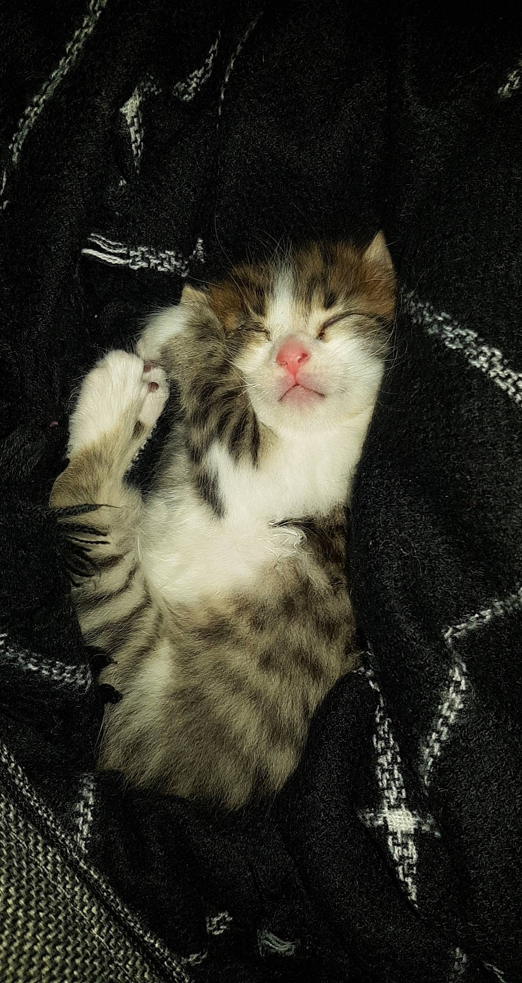 Snooky participe au concours pour gagner de l'argent avec cette photo : carnivore, cat, claw, comfort, darkness, domestic_short_haired_cat, fawn, felidae, foot, fur, pattern, paw, plant, small_to_medium_sized_cats, snout, tail, terrestrial_animal, tree, whiskers, window