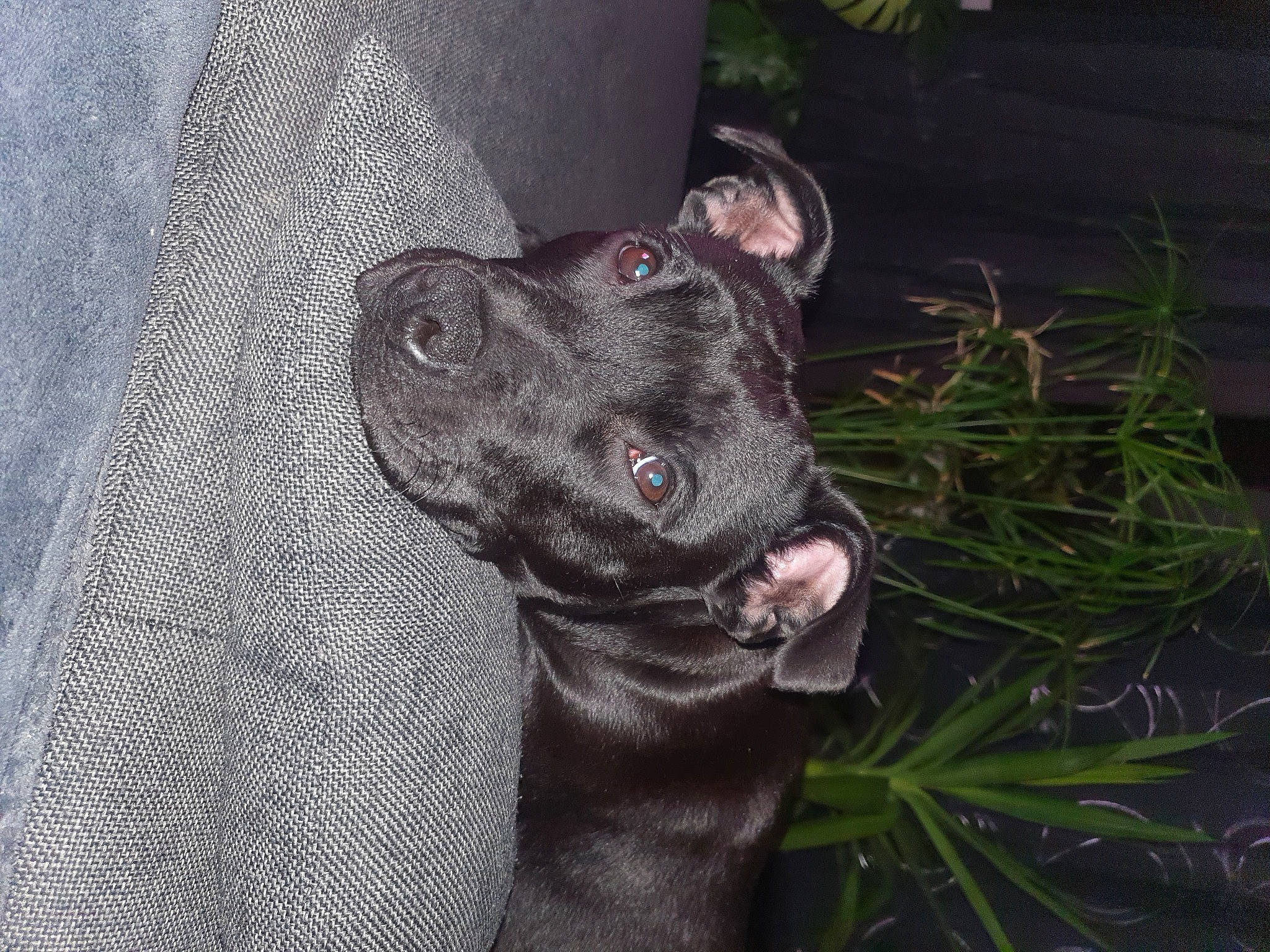 Tayka a rejoint le concours — aidez-le/la à gagner de superbes lots ! borador, canidae, carnivore, collar, companion_dog, dog, dog_breed, dog_collar, fur, grass, guard_dog, gun_dog, liver, plant, pointing_breed, sporting_group, tail, terrestrial_animal, whiskers, working_animal