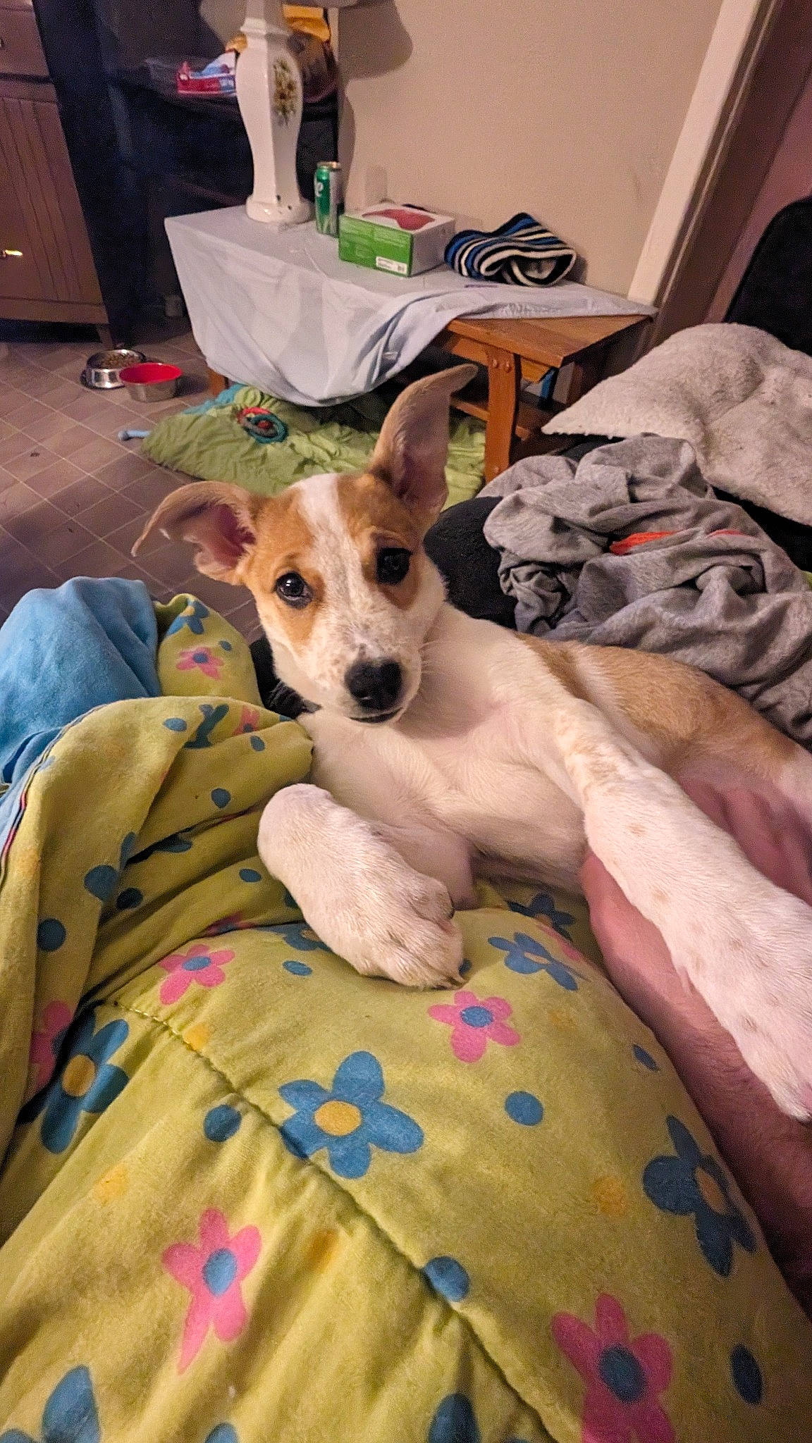 Maggie is registered to the contest to win money with this photo: bed, canidae, carnivore, chair, collar, comfort, companion_dog, dog, dog_breed, dog_supply, fawn, fur, furniture, houseplant, linens, non_sporting_group, room, sporting_group, toy_dog, whiskers