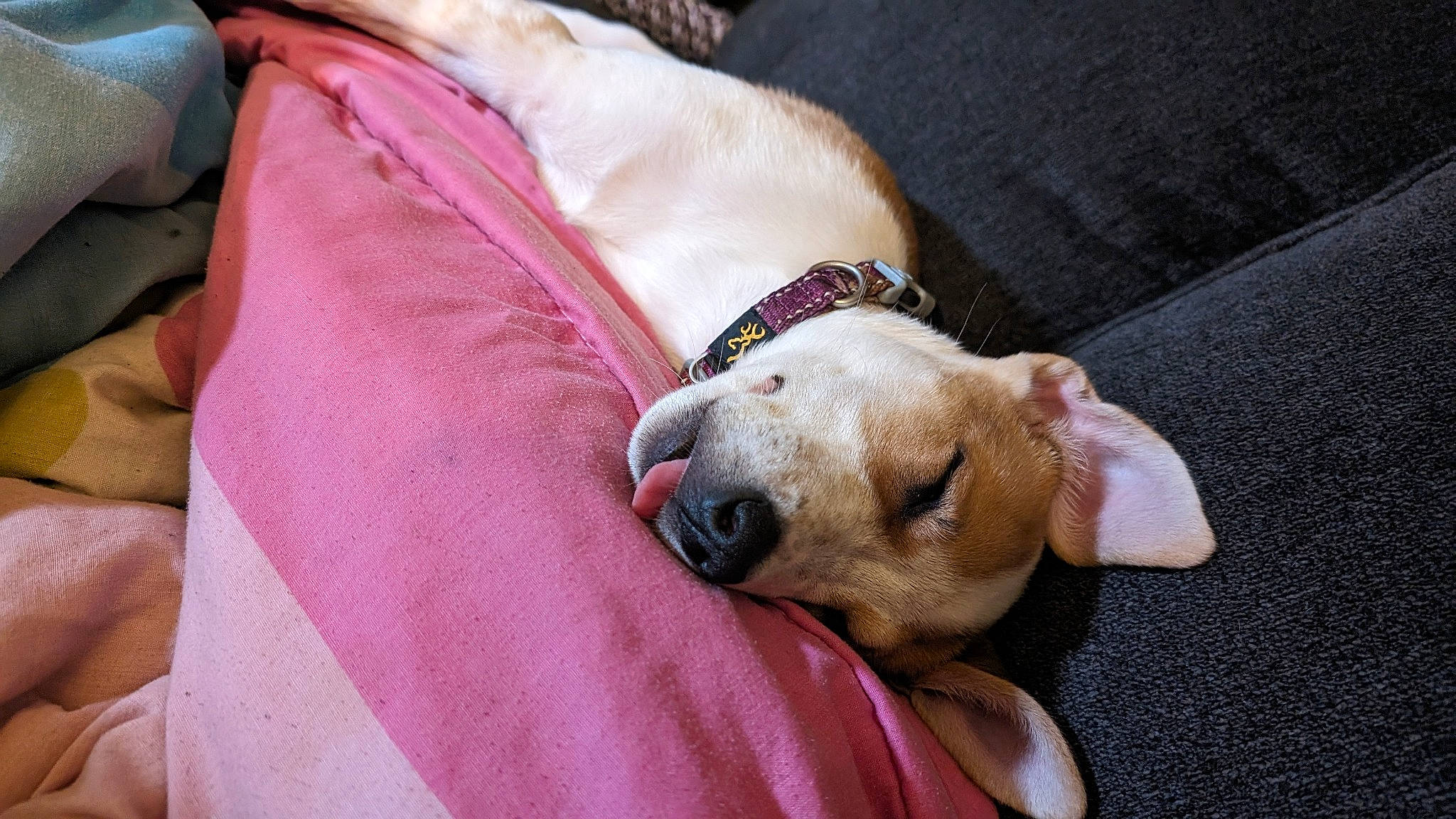 Maggie is registered to the contest to win money with this photo: canidae, carnivore, collar, comfort, companion_dog, dog, dog_breed, dog_clothes, dog_collar, dog_supply, fawn, fur, pet_supply, pink, snout, sporting_group, toy_dog, watch, whiskers, working_animal