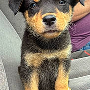 George joined the competition — help win amazing prizes! puppy, dog, rottweiler, black_and_tan, sitting, car, car_seat, pet, animal, portrait, close_up, floppy_ears, brown_eyes, paws, fur, adorable, outdoor, passenger, sky, photography