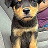 puppy, dog, rottweiler, black_and_tan, sitting, car, car_seat, pet, animal, portrait, close_up, floppy_ears, brown_eyes, paws, fur, adorable, outdoor, passenger, sky, photography