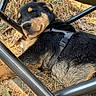 George is registered to the contest to win money with this photo: puppy, dog, sleeping, black_and_tan, harness, outdoors, hay, straw, metal_frame, rural, resting, closed_eyes, snout, fur, animal, cute, nap, ground, daylight, photography