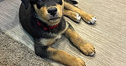 George joined the competition — help win amazing prizes! puppy, dog, black_and_tan, lying_down, floor, wood_floor, carpet, red_collar, floppy_ears, brown_eyes, paws, pet, indoor, home, furniture, cute, adorable, portrait, animal, relaxed