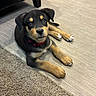 puppy, dog, black_and_tan, lying_down, floor, wood_floor, carpet, red_collar, floppy_ears, brown_eyes, paws, pet, indoor, home, furniture, cute, adorable, portrait, animal, relaxed