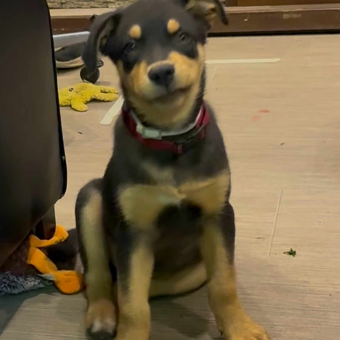 George is registered to the contest to win money with this photo: puppy, dog, rottweiler, black_and_tan, sitting, portrait, indoor, floor, wood_floor, collar, red_collar, toy, plush_toy, living_room, furniture, stone_wall, brown, cute, looking_at_camera, pet