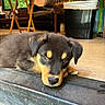George joined the competition — help win amazing prizes! puppy, dog, black_and_tan, rottweiler, lying_down, resting, sleepy, face, eyes, nose, floppy_ears, fur, pet, animal, indoor, vehicle, truck_bed, wooden_floor, chair, window