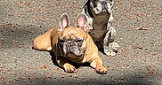 Cleo And Lilo joined the competition — help win amazing prizes! animal, brown_dog, canine, companions, cute, daylight, dog, french_bulldog, leaf, lying_down, nature, outdoor, pavement, pet, relaxed, shadow, sitting, spotted_dog, sunlight, two_dogs