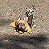 animal, brown_dog, canine, companions, cute, daylight, dog, french_bulldog, leaf, lying_down, nature, outdoor, pavement, pet, relaxed, shadow, sitting, spotted_dog, sunlight, two_dogs