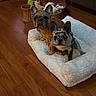 Cleo And Lilo joined the competition — help win amazing prizes! animal, brown_dog, companion, cozy, cute, dog, dog_bed, ears, french_bulldog, fur, home, indoor, looking, pet, plush_toys, sitting, spotted_dog, two_dogs, wicker_basket, wooden_floor