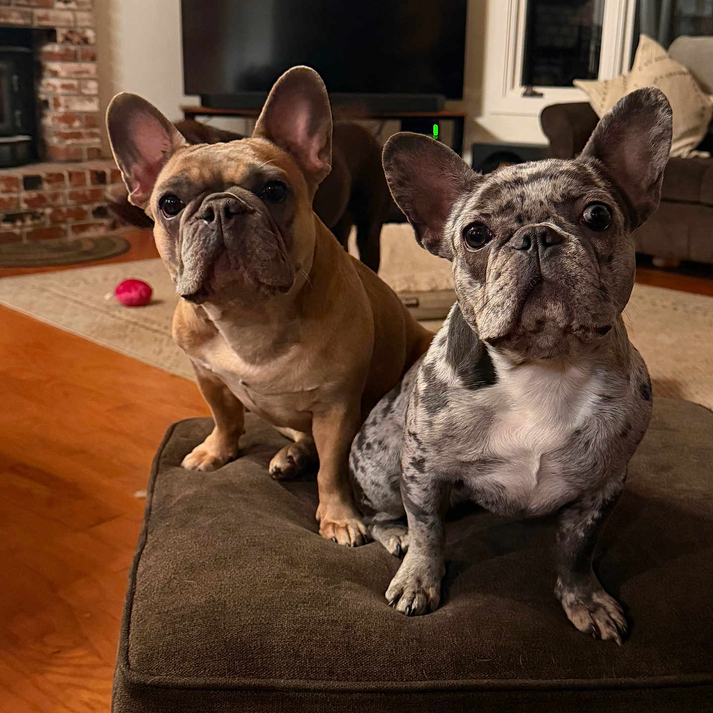 Cleo And Lilo joined the competition — help win amazing prizes! animal, brown, carpet, couch, cute, dog, ear, face, fireplace, floor, french_bulldog, fur, indoor, living_room, merle, ottoman, pet, pillow, television, wood_floor