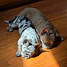 Cleo And Lilo joined the competition — help win amazing prizes! animal, brown_dog, companionship, cozy, cute, dog, domestic_animal, flooring, french_bulldog, indoor, nap, peaceful, pet, relaxed, resting, sleeping, spotted_dog, sunlight, two_dogs, wooden_floor