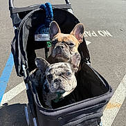 Cleo And Lilo is registered to the contest to win money with this photo: animal, black_stroller, canine, close_up, companion, cute, daytime, dog, ears_up, french_bulldog, leash, looking_at_camera, outdoor, parking_lot, pavement, pet_stroller, shadow, sidewalk, sunlight, two_dogs