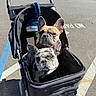 animal, black_stroller, canine, close_up, companion, cute, daytime, dog, ears_up, french_bulldog, leash, looking_at_camera, outdoor, parking_lot, pavement, pet_stroller, shadow, sidewalk, sunlight, two_dogs