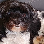 Milou participe au concours pour gagner de l'argent avec cette photo : dog, pet, black_and_white, fluffy, fur, cute, animal, canine, portrait, closeup, companion, domestic, relaxed, indoor, couch, paw, snout, whiskers, eyes, laying_down