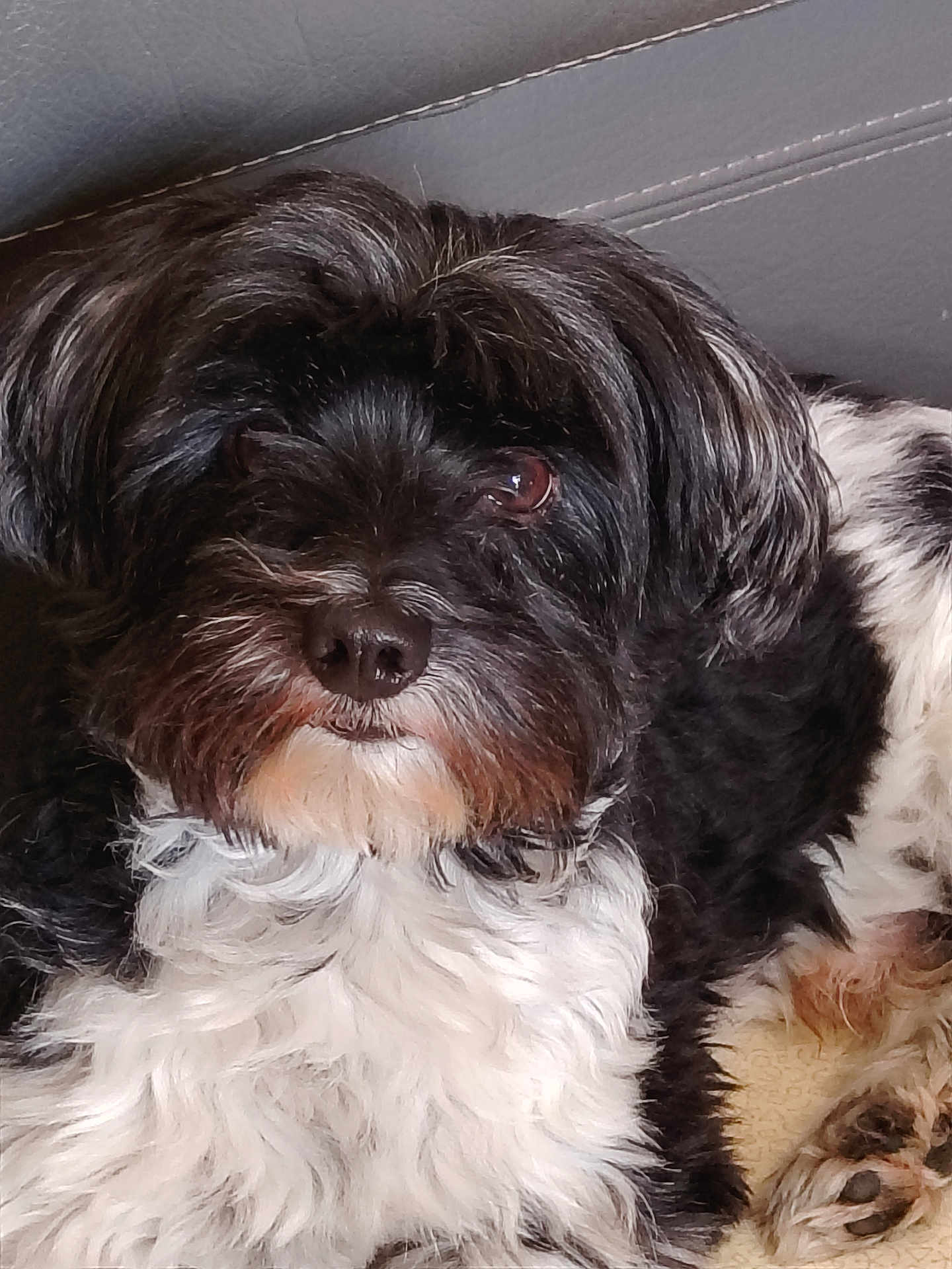Milou