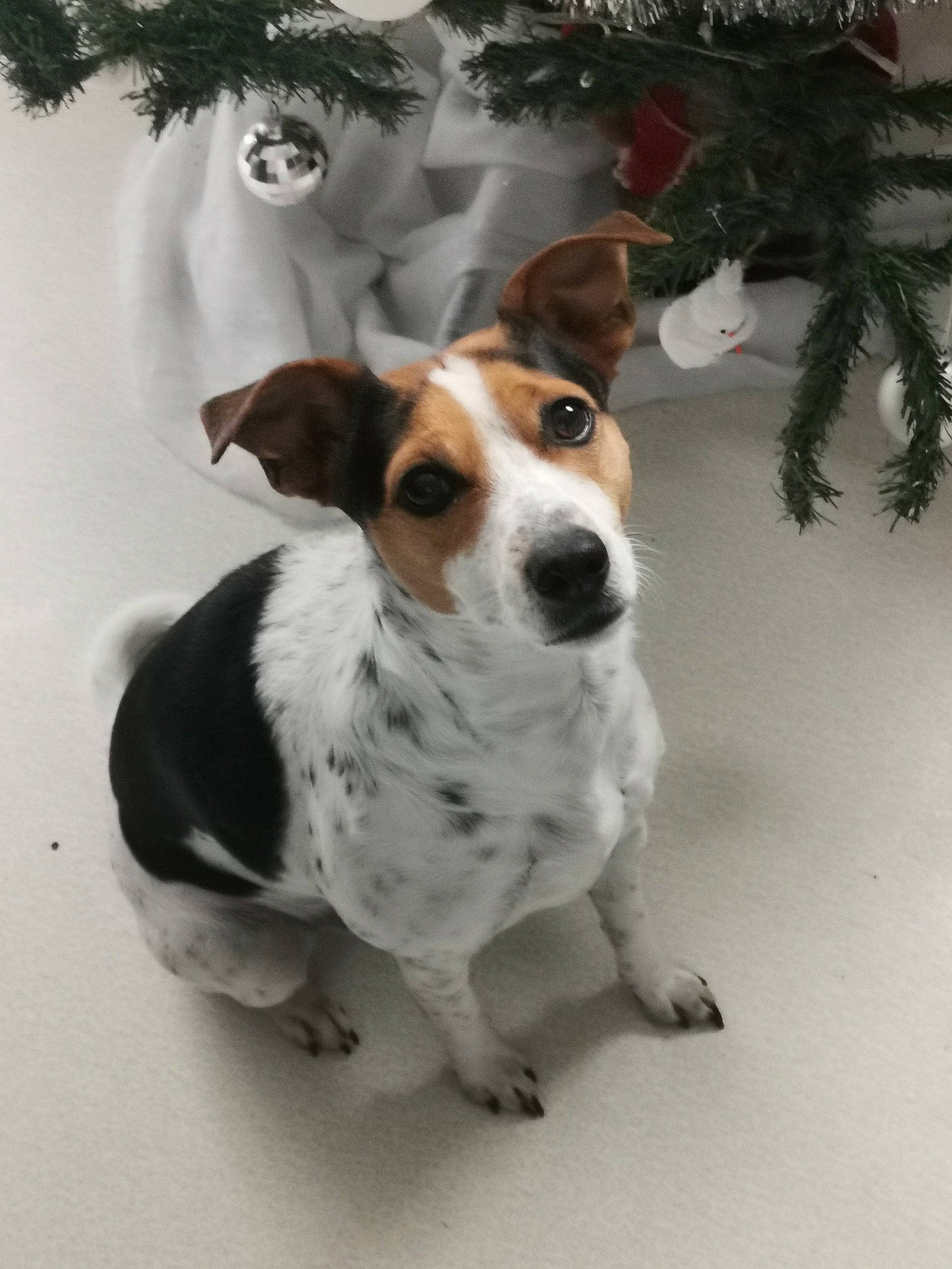 Lookie participe au concours pour gagner de l'argent avec cette photo : ancient_dog_breeds, canidae, carnivore, collar, companion_dog, dog, dog_breed, fawn, fur, hunting_dog, snout, sporting_group, terrestrial_animal, tree, whiskers, working_animal, working_dog