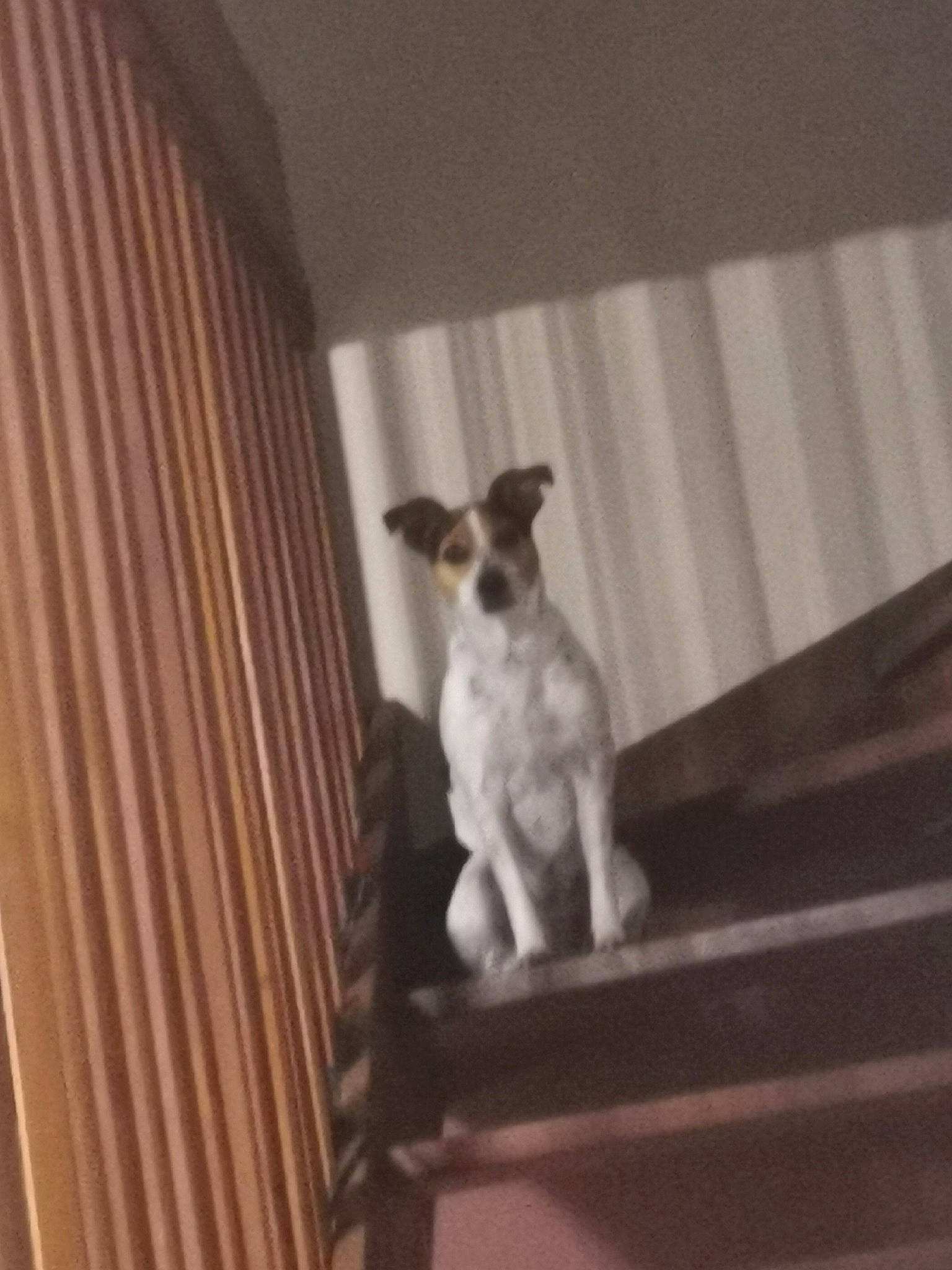 Lookie a rejoint le concours — aidez-le/la à gagner de superbes lots ! carnivore, companion_dog, curtain, dog, dog_breed, fawn, flooring, hardwood, pet_supply, room, sporting_group, tail, terrier, toy_dog, whiskers, window_covering, window_treatment, wood, working_animal