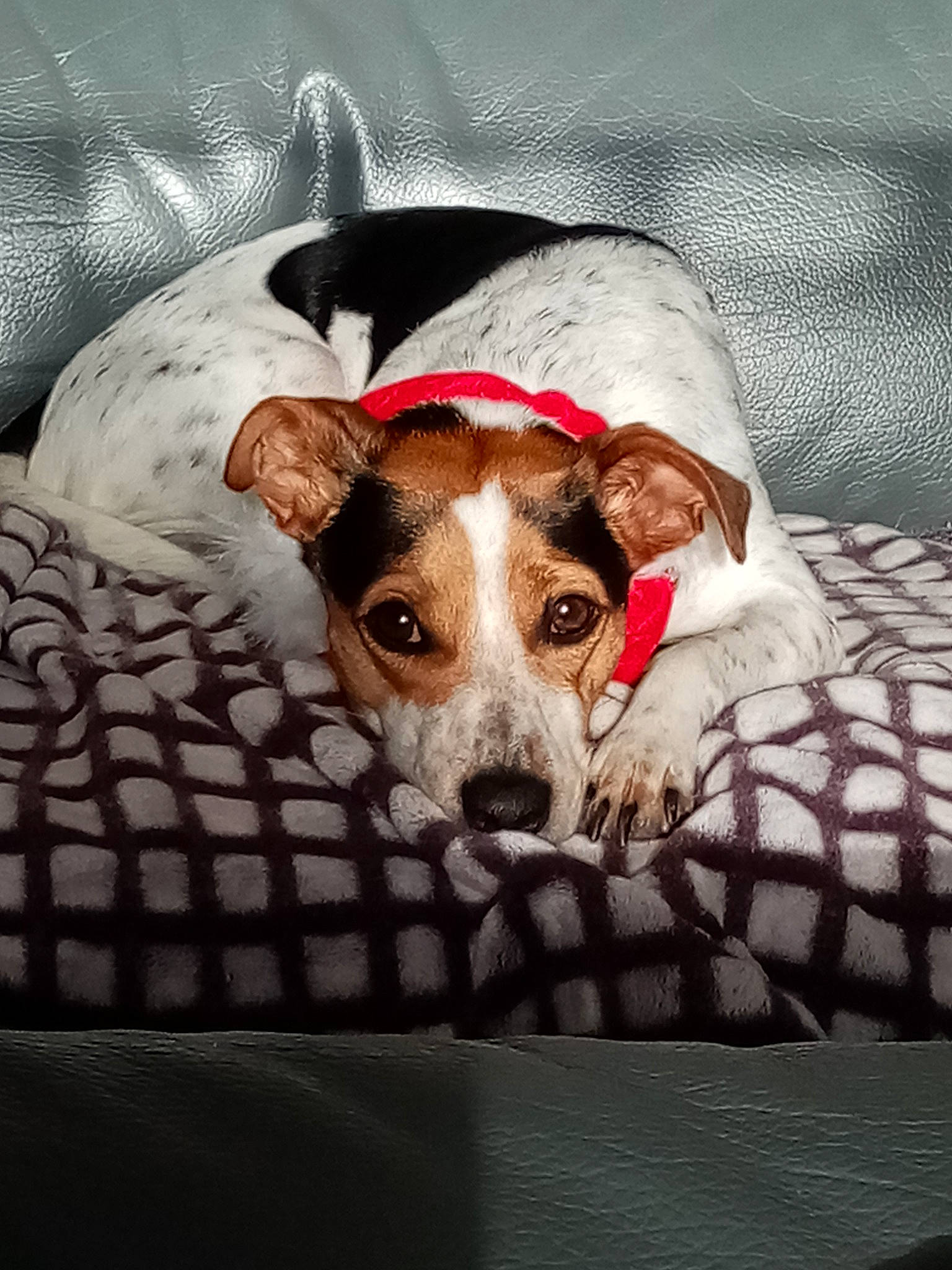 Lookie a rejoint le concours — aidez-le/la à gagner de superbes lots ! brazilian_terrier, canidae, carnivore, companion_dog, danish_swedish_farmdog, dog, dog_breed, feist, fox_terrier, harrier, jack_russell_terrier, mammal, parson_russell_terrier, rat_terrier, russell_terrier, smooth_fox_terrier, snout, teddy_roosevelt_terrier