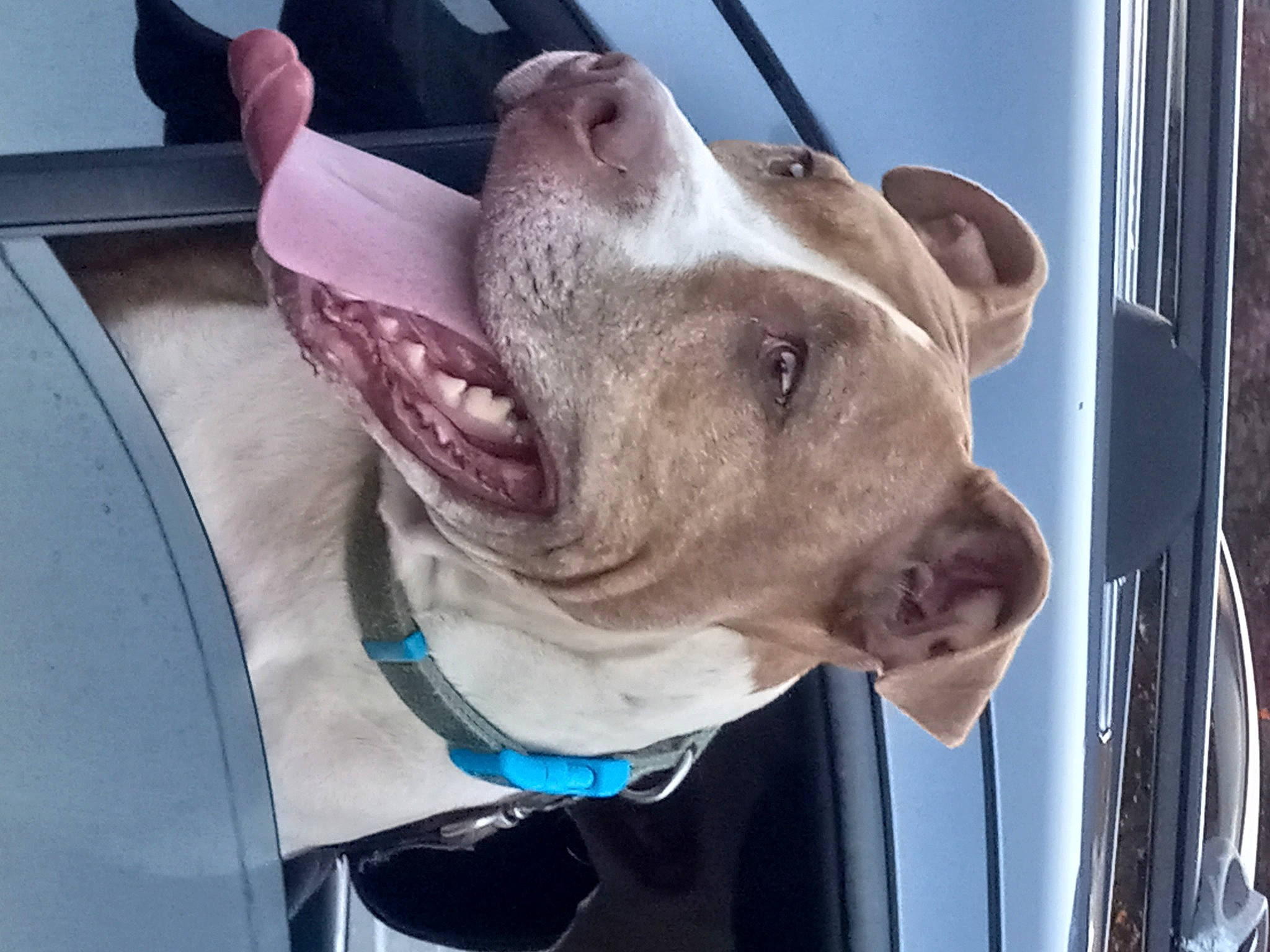 Wrigley is registered to the contest to win money with this photo: canidae, carnivore, collar, companion_dog, dog, dog_breed, dog_collar, dog_supply, electric_blue, fawn, flesh, jaw, liver, mammal, pet_supply, snout, sporting_group, whiskers, working_animal, wrinkle