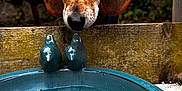 Nova is registered to the contest to win money with this photo: dog, animal, pet, outdoor, birdbath, ceramic_bird, wood, water, leaf, nature, curious, ears, brown, snout, closeup, garden, daylight, puddle, background, texture