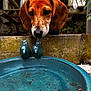 dog, animal, pet, outdoor, birdbath, ceramic_bird, wood, water, leaf, nature, curious, ears, brown, snout, closeup, garden, daylight, puddle, background, texture