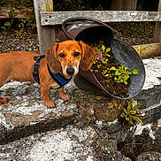Nova joined the competition — help win amazing prizes! dog, puppy, dachshund, harness, stone, rocks, metal_bucket, plants, soil, wooden_fence, greenery, outdoor, nature, curious, pet, small_dog, standing, closeup, daylight, rustic