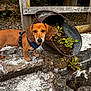 dog, puppy, dachshund, harness, stone, rocks, metal_bucket, plants, soil, wooden_fence, greenery, outdoor, nature, curious, pet, small_dog, standing, closeup, daylight, rustic